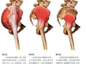 日本打白嫩屁股裸体按摩器，专业臀部护理，让你的臀部更健康