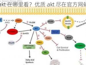 akt 在哪里看？优质 akt 尽在官方网站