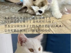 新版猫社区官方正版，猫咪爱好者的购物天堂