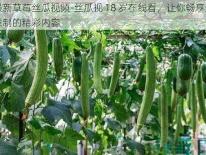 最新草莓丝瓜视频-丝瓜视 18 岁在线看，让你畅享无限制的精彩内容