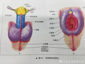 女人大荫蒂毛森林高清图片，真实呈现女性私密部位，展现自然之美