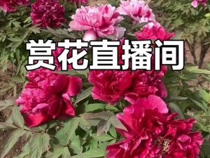 308 牡丹直播下载，汇聚精彩直播内容