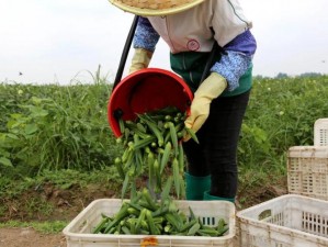 新鲜采摘的秋葵茄子丝瓜香蕉榴莲，营养丰富，口感鲜美