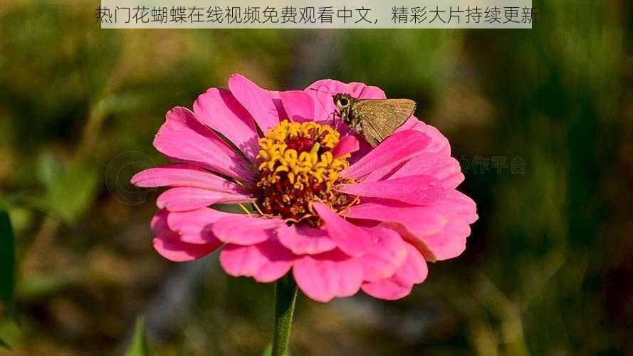 热门花蝴蝶在线视频免费观看中文，精彩大片持续更新