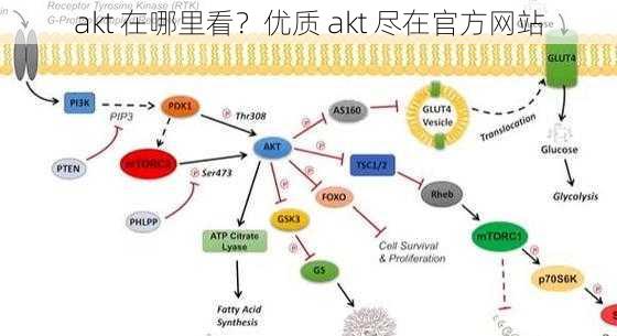 akt 在哪里看？优质 akt 尽在官方网站