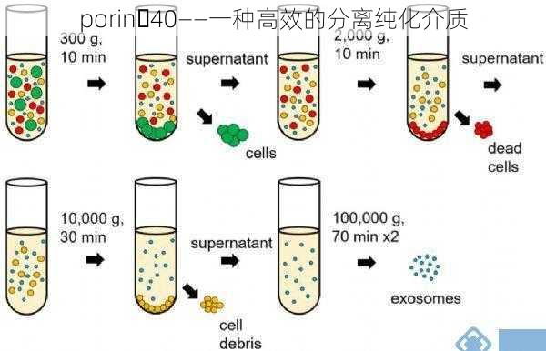 porin 40——一种高效的分离纯化介质