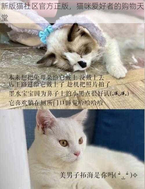 新版猫社区官方正版，猫咪爱好者的购物天堂