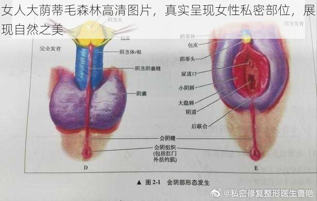 女人大荫蒂毛森林高清图片，真实呈现女性私密部位，展现自然之美